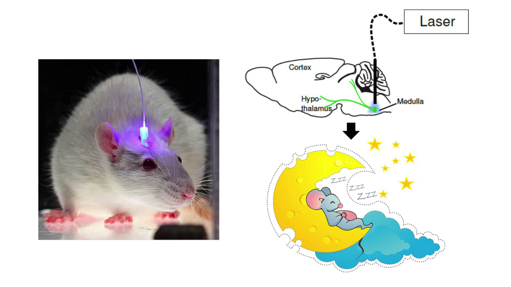 A mouse with a small glowing light attached to its head, with a wire running from it