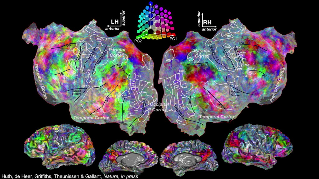 Flattened brain map, with various smudges of color representing areas of activation.