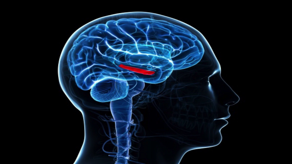 An x-ray-like representation of a side view of the brain, with a narrow strip near the center highlighted