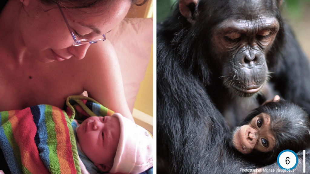 Photo of a woman cradling a baby in her arms next to another of a chimpanzee and baby in a similar position