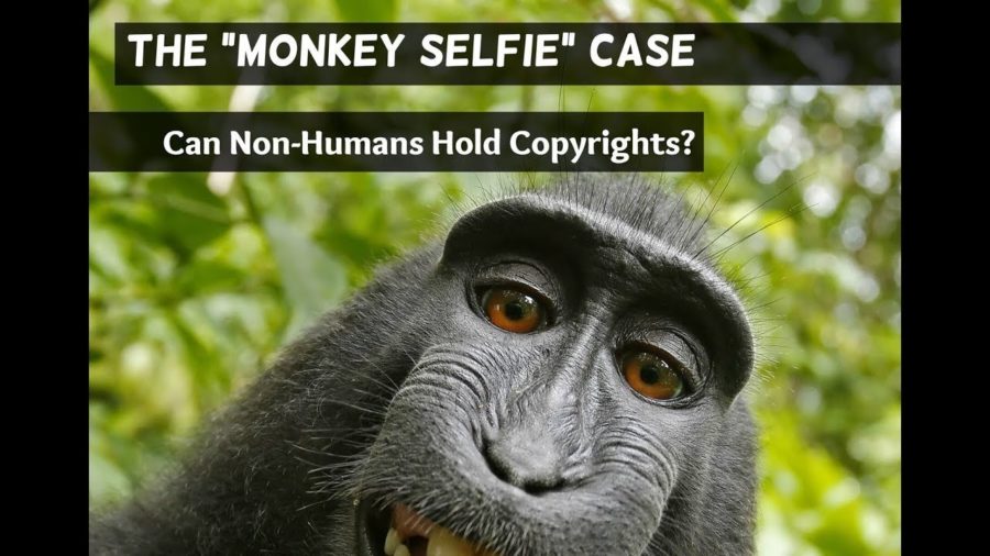 QUIRKY WORLD  There's no monkey business in taking a selfie