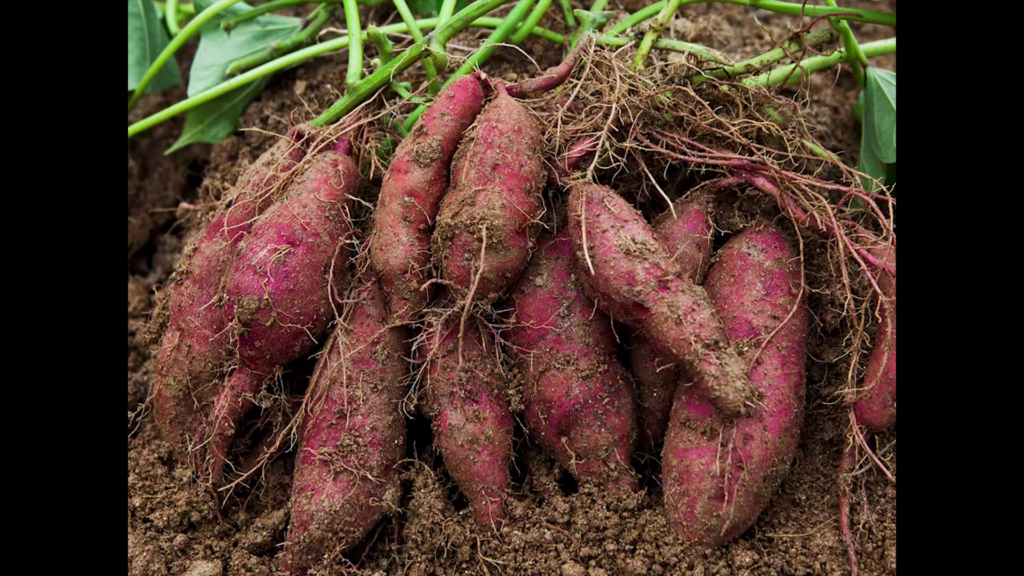 Freshly unearthed sweet potatoes, still covered in dirt