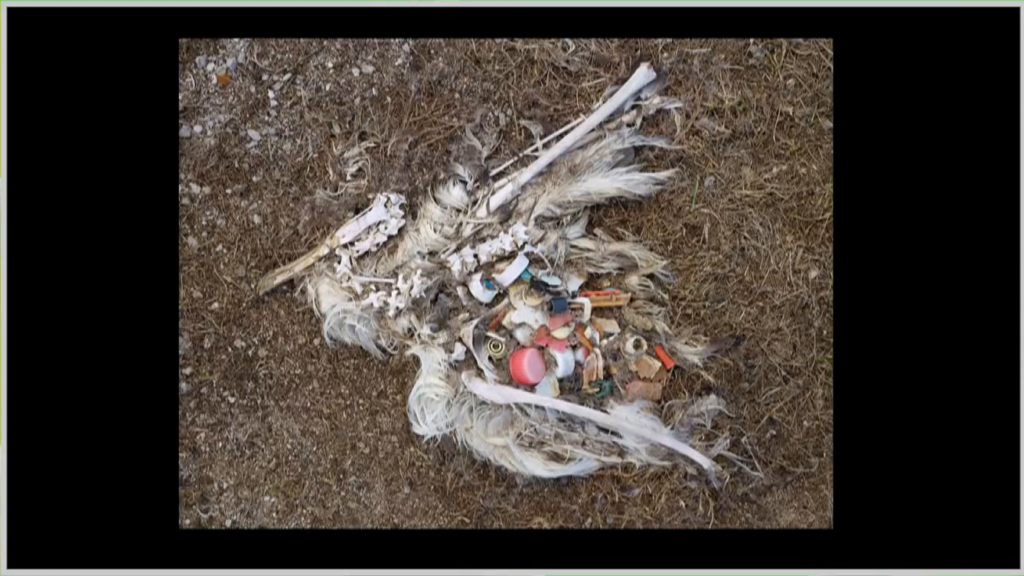 The remains of a bird, mostly just bones and feathers, with a pile of small plastic objects where its belly would be.