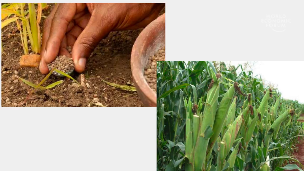 A hand near the base of a plant, applying a very small amount of fertilizer from a bottlecap